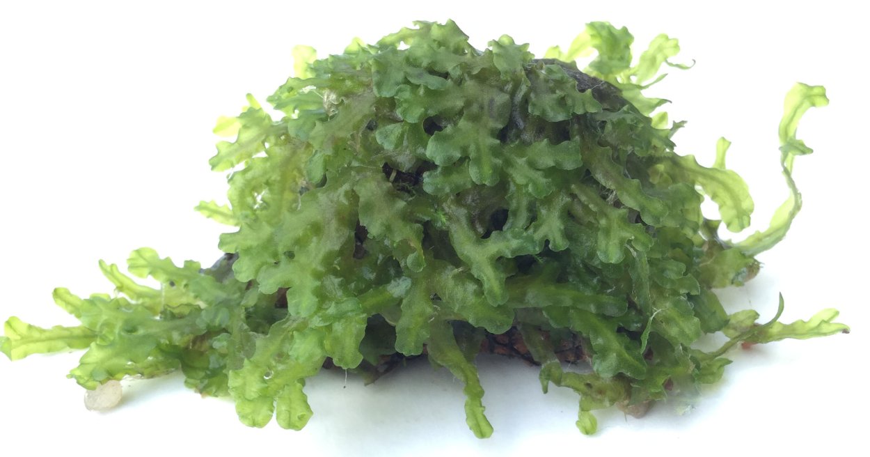 Мох печеночный Моносолениум