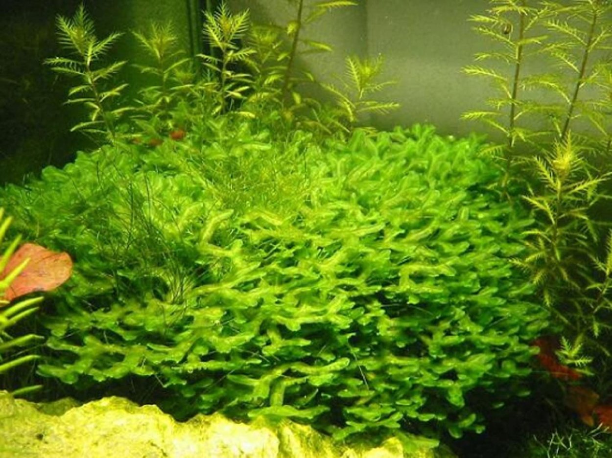 Мох пеллия для аквариума