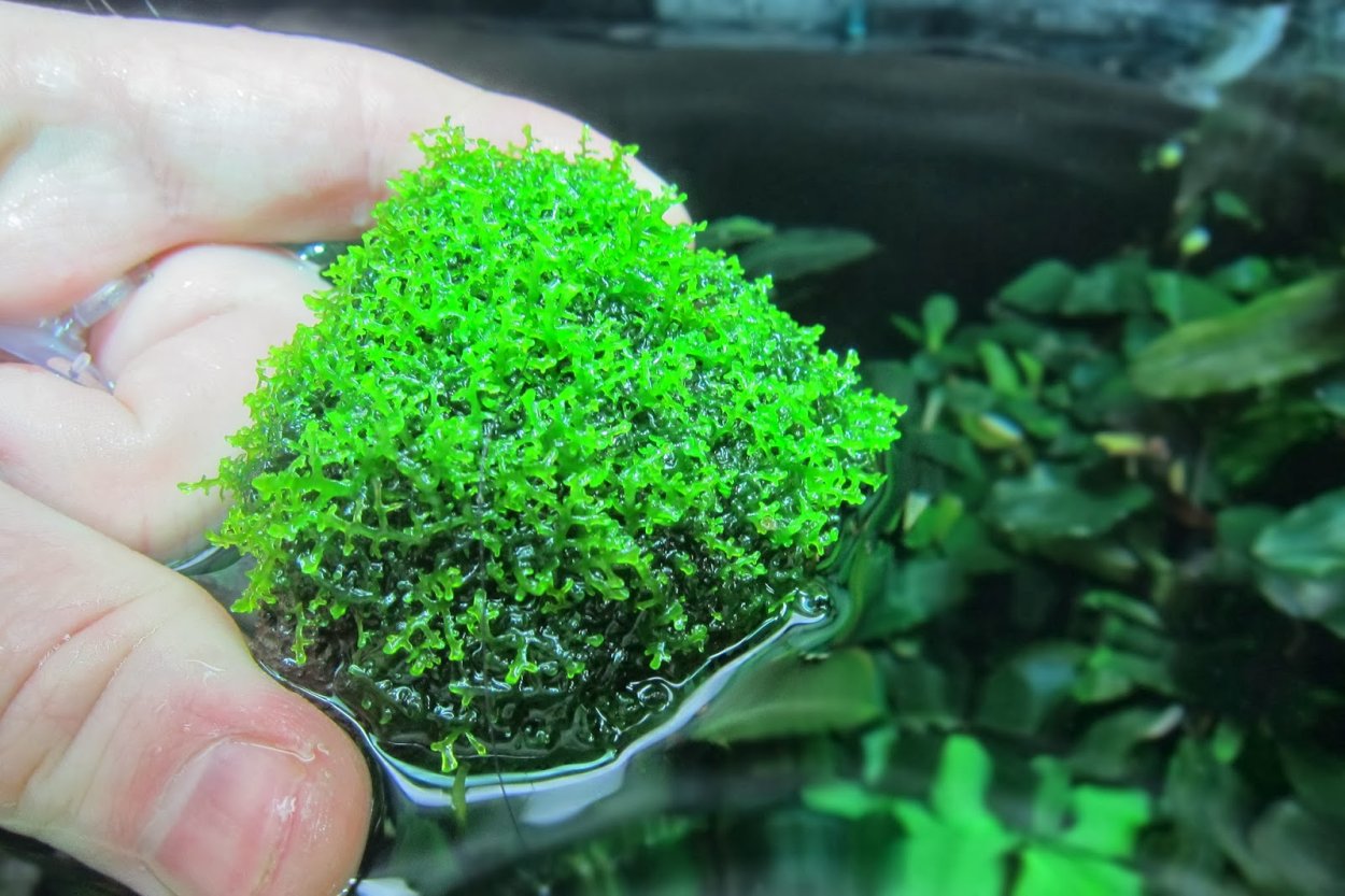 Риччия Флуитанс