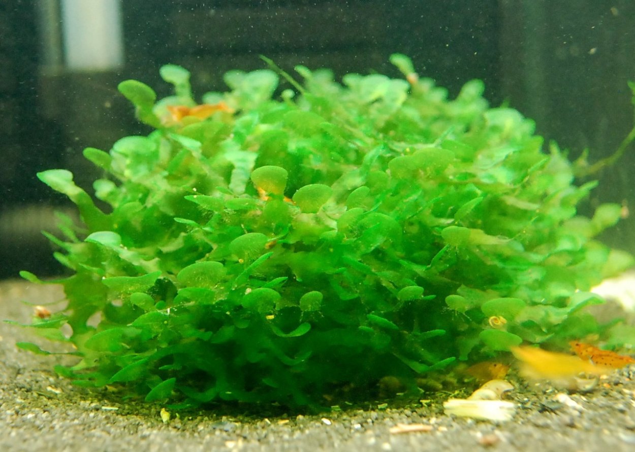 Ломариопсис аквариумное