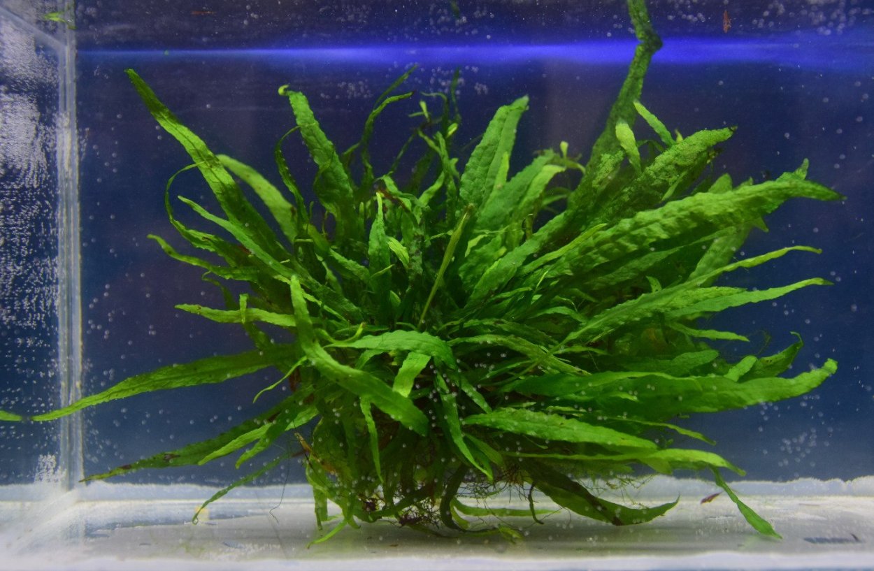 Яванский мох акваскейп