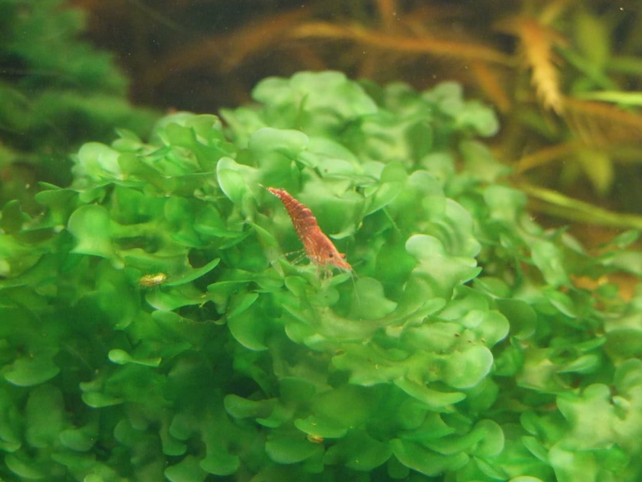 Ломариопсис линеата