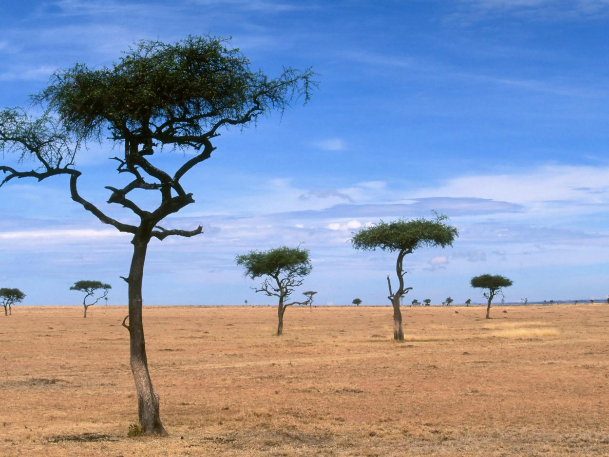 Масаи-Мара деревья