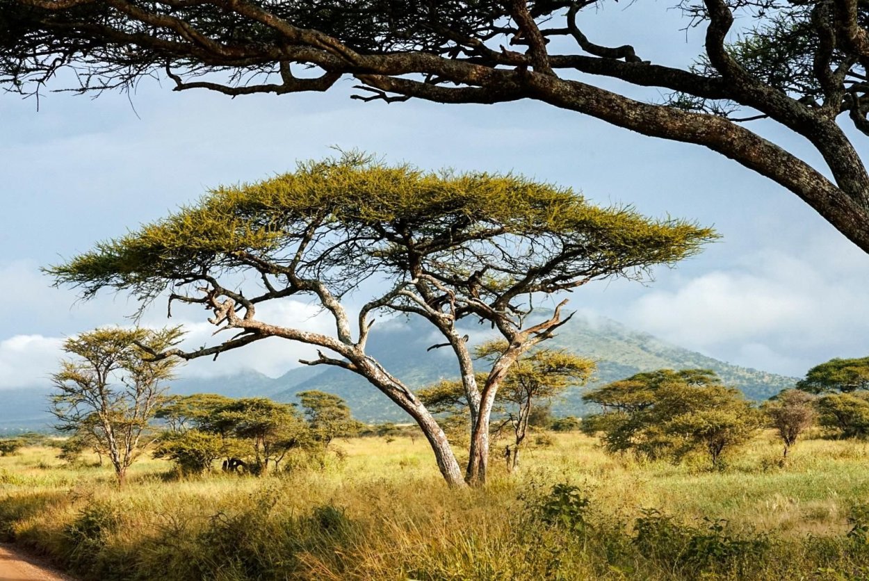 Акация Сенегальская в саванне