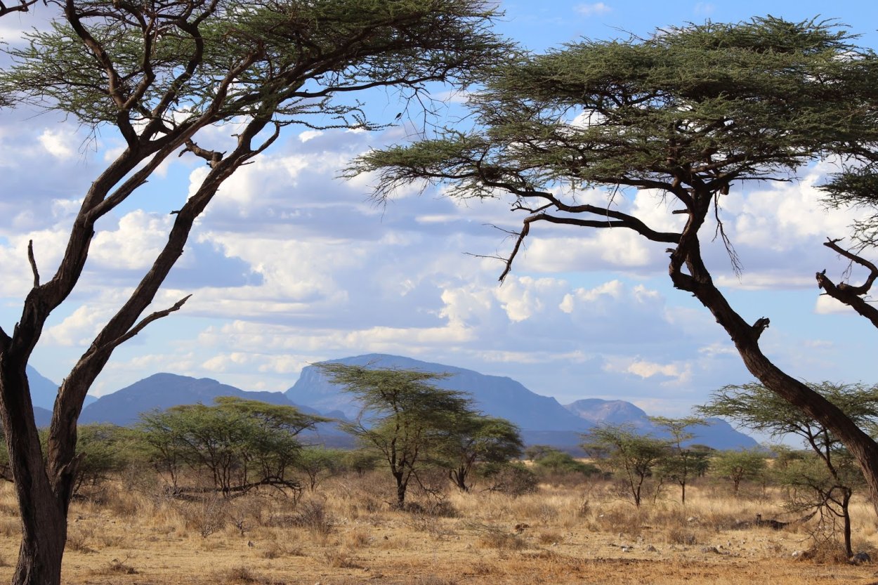 Зонтичная Акация в Африке