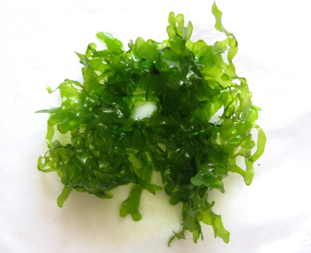 Ломариопсис линеата