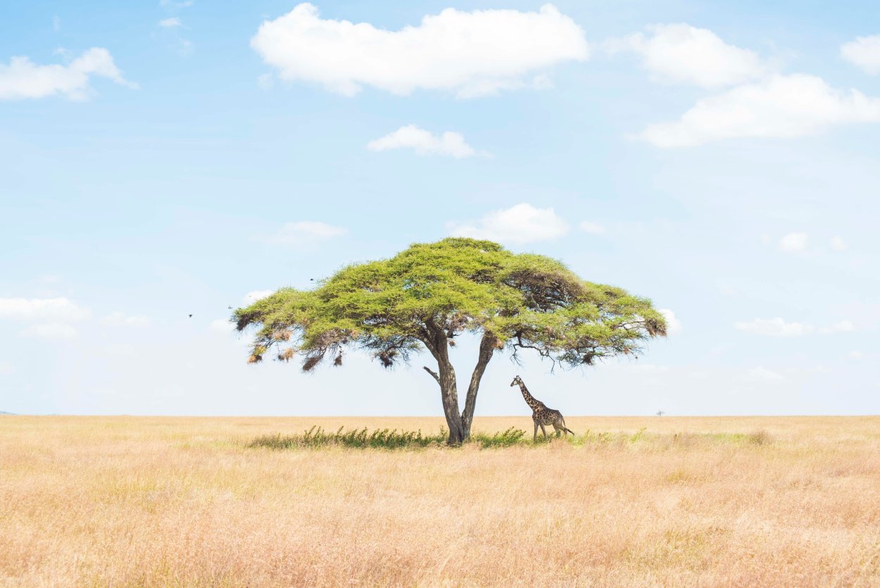 Зонтичная Акация в Африке