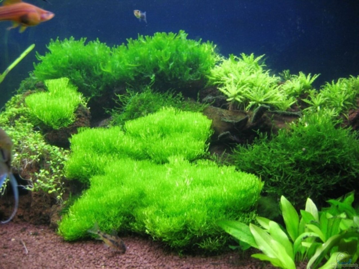 Аквариумный папоротник Болбитис