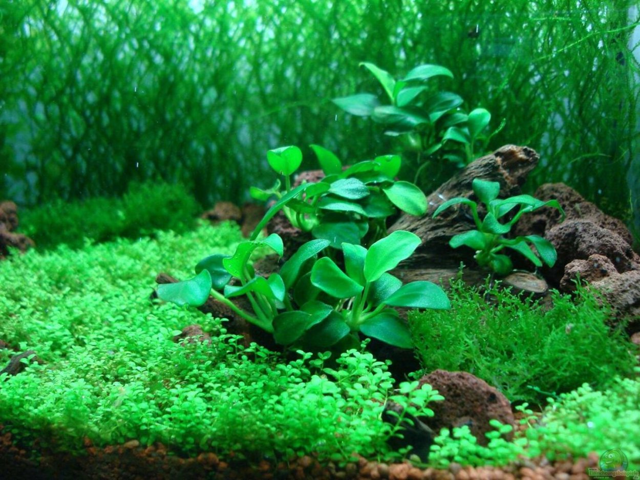 Ломариопсис линеата