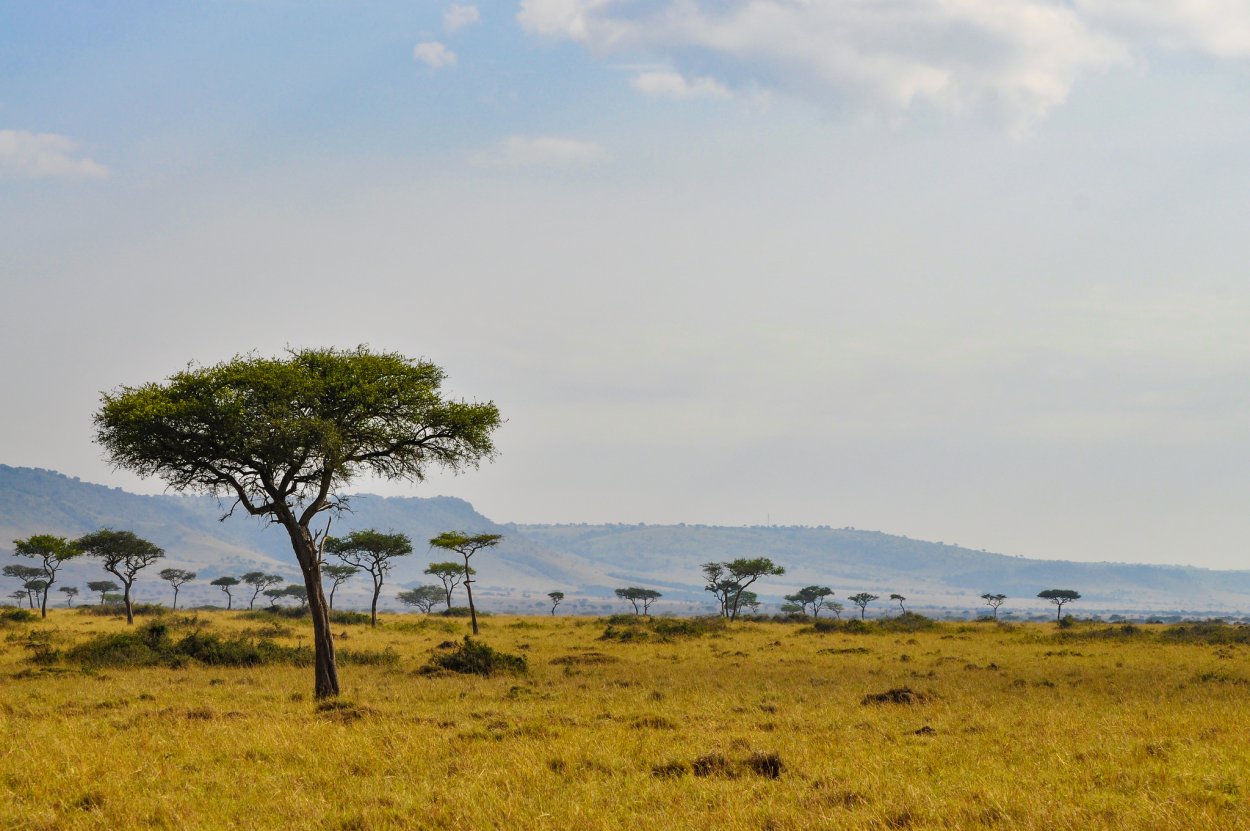 Акация желтокорая