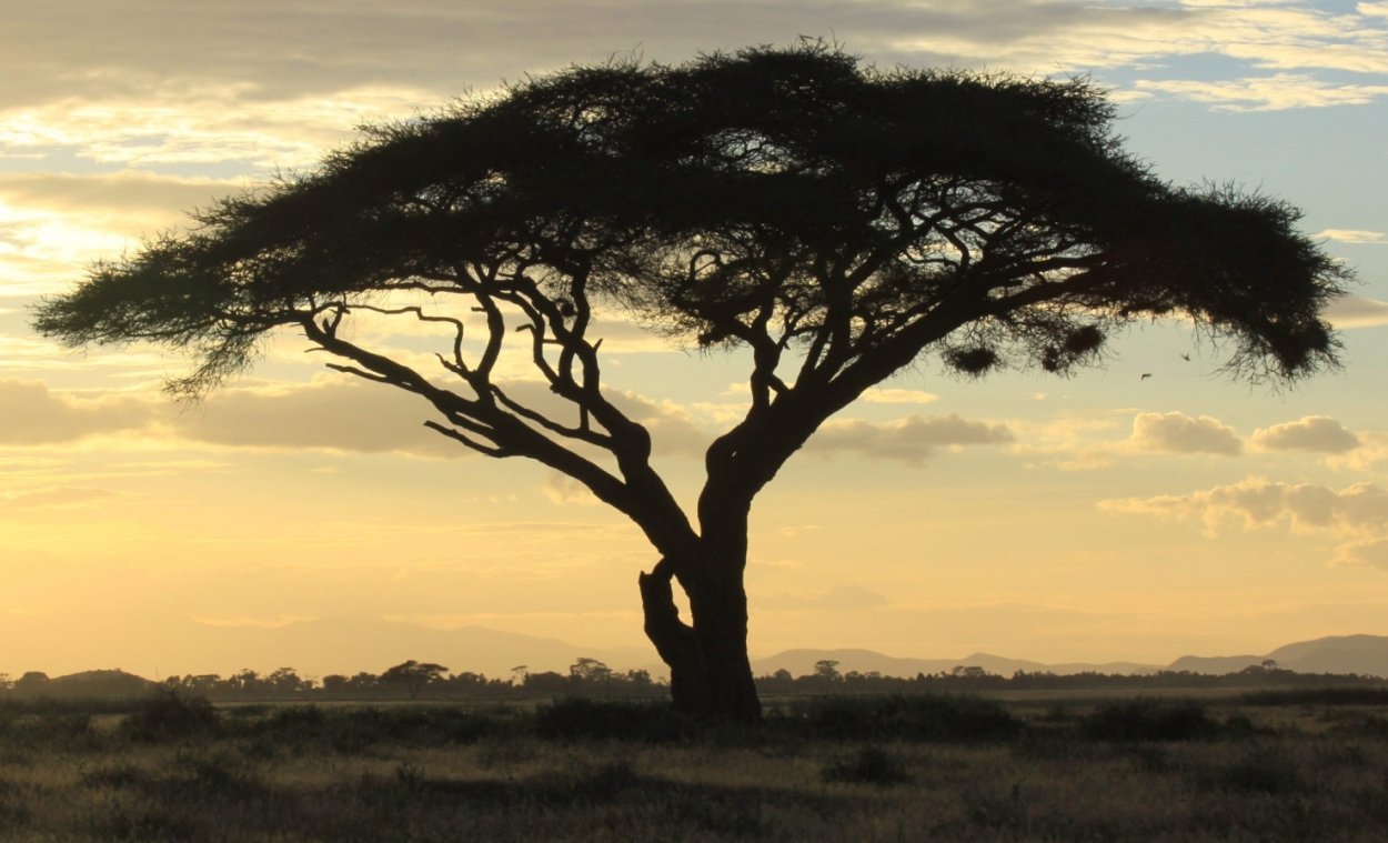 Листва Африканская зонтичная Акация