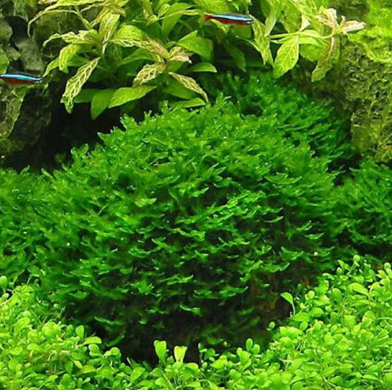 Моносолениум "Пелия"