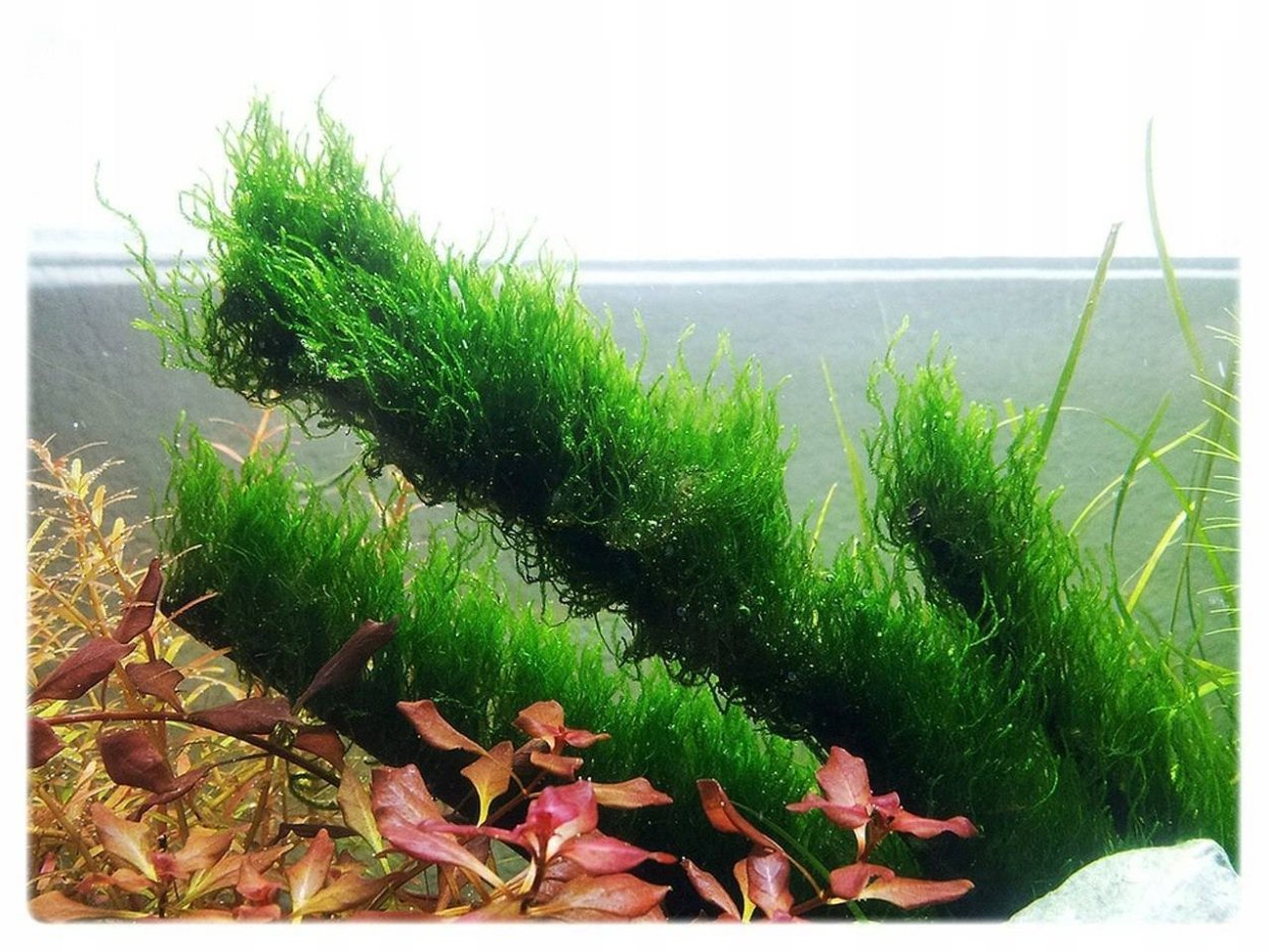 Мох Барбула аквариумный