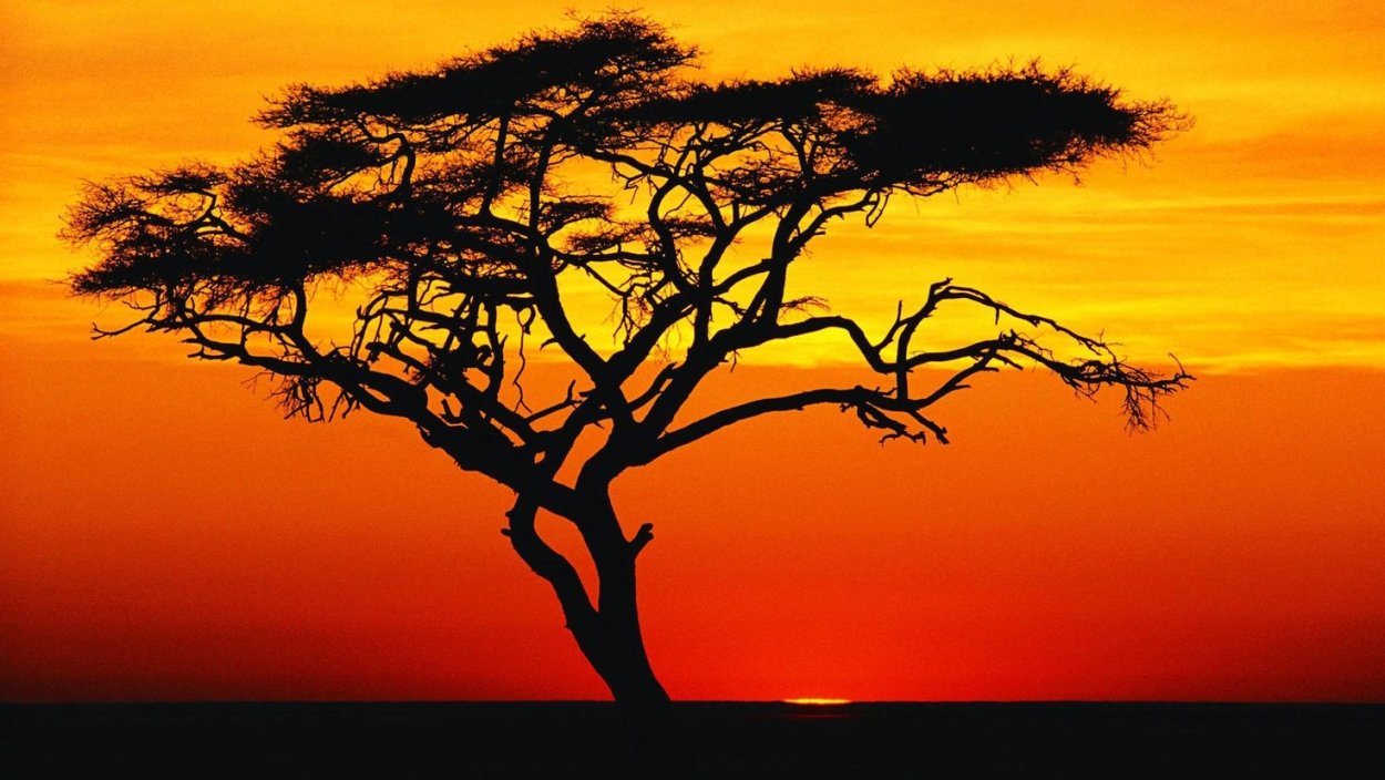 Акации африканских саванн