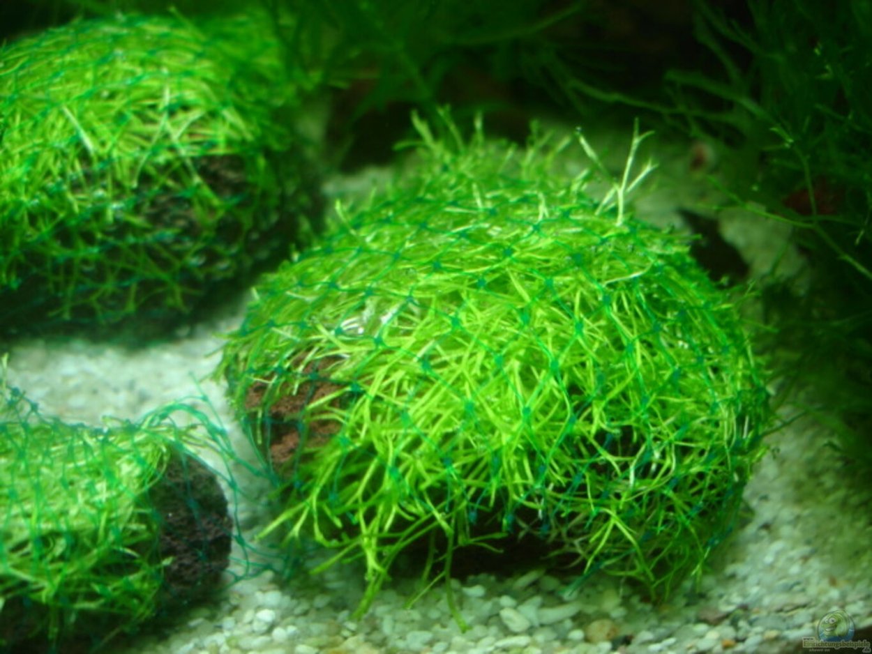 Риккардия ХАМЕДРИФОЛИЯ