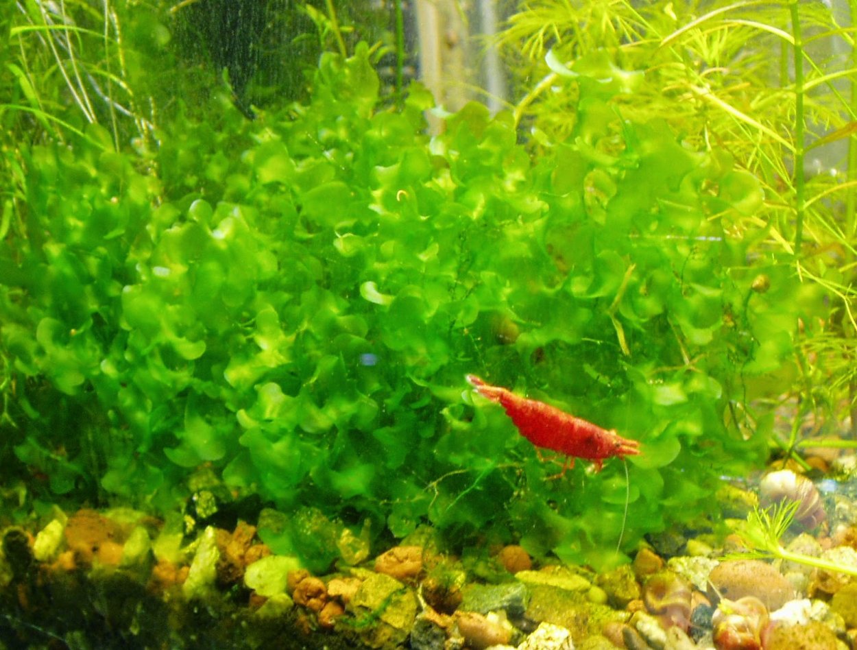 Папоротник Винделова аквариумное