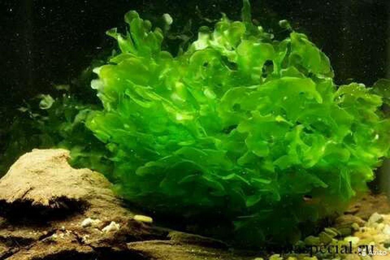 Мириофиллум Гвиана