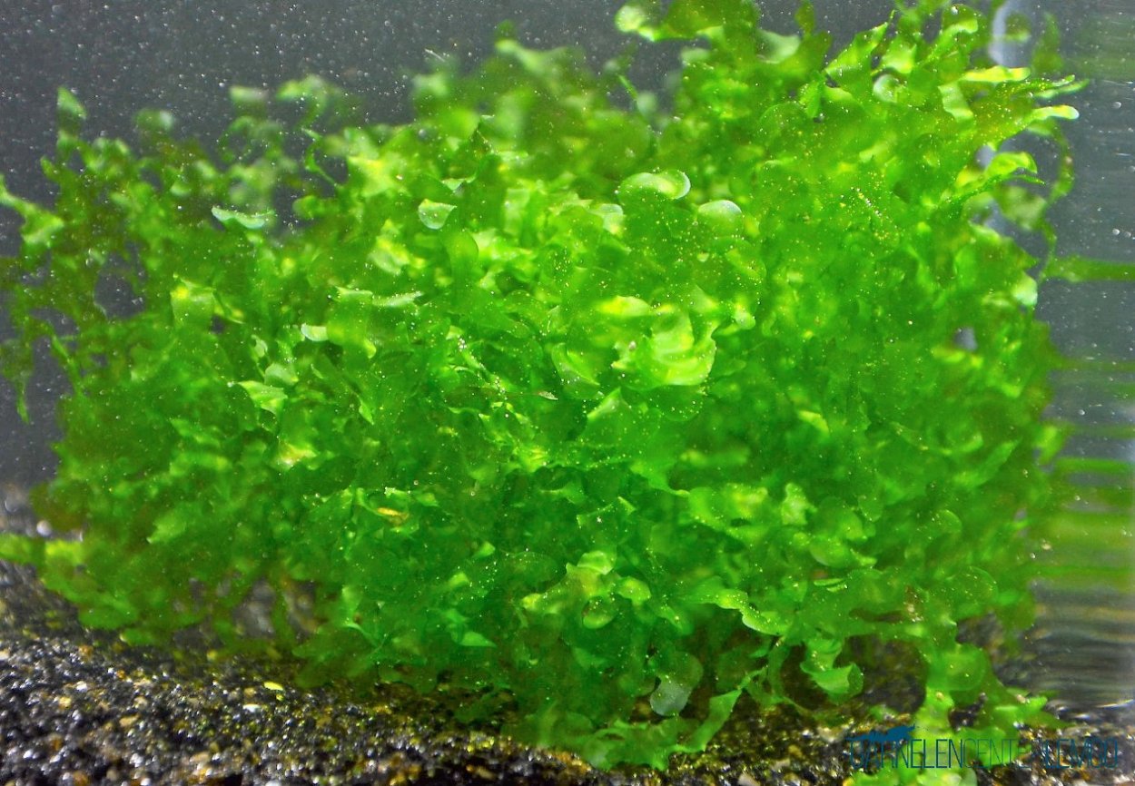 Мох мини Мосс