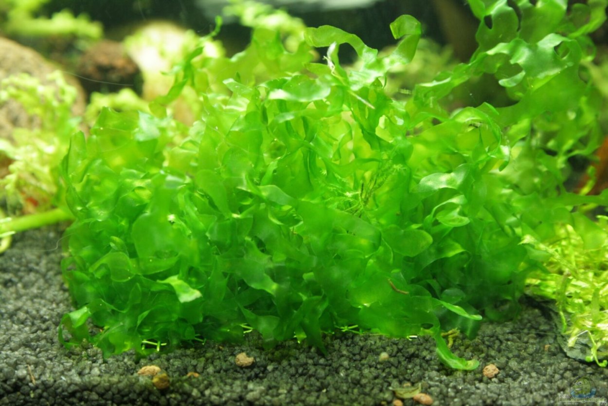 Таксифиллум Флейм