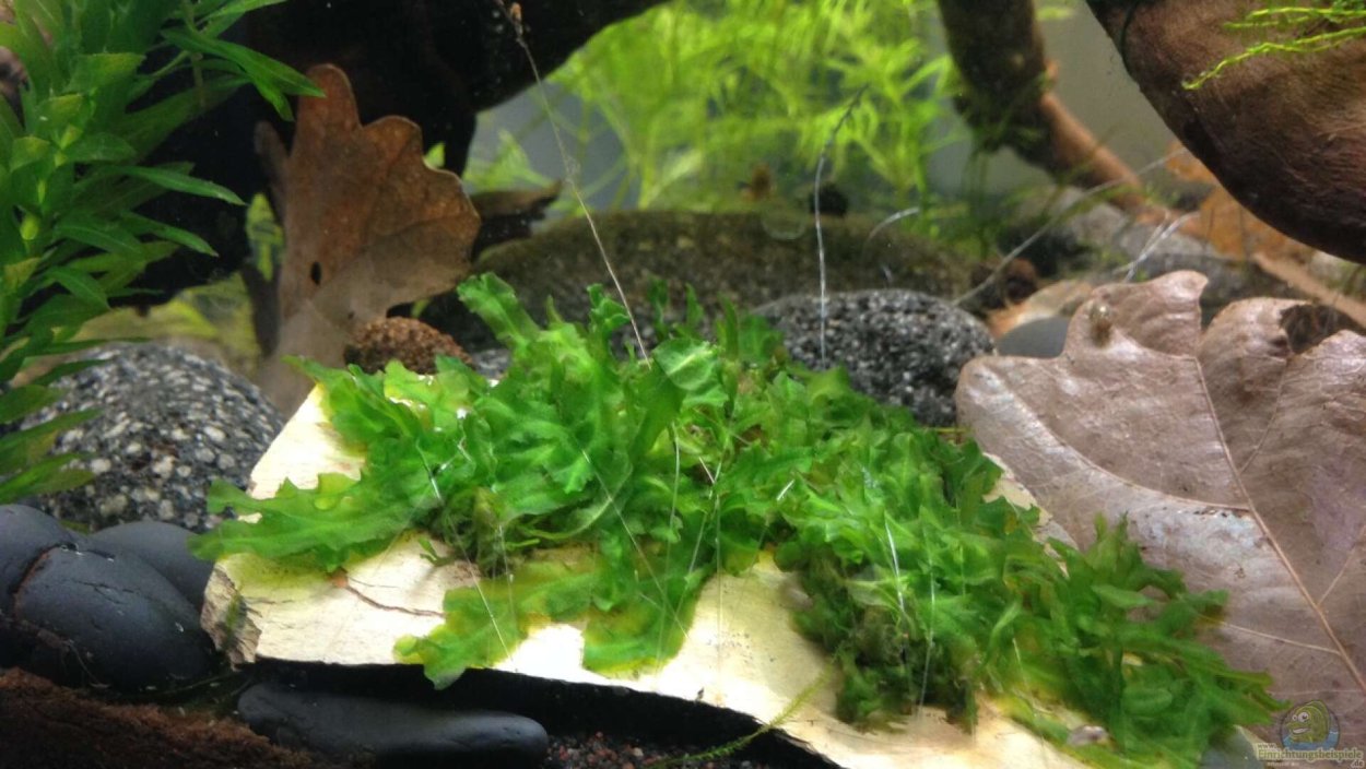 Папоротник ломариопсис линеата