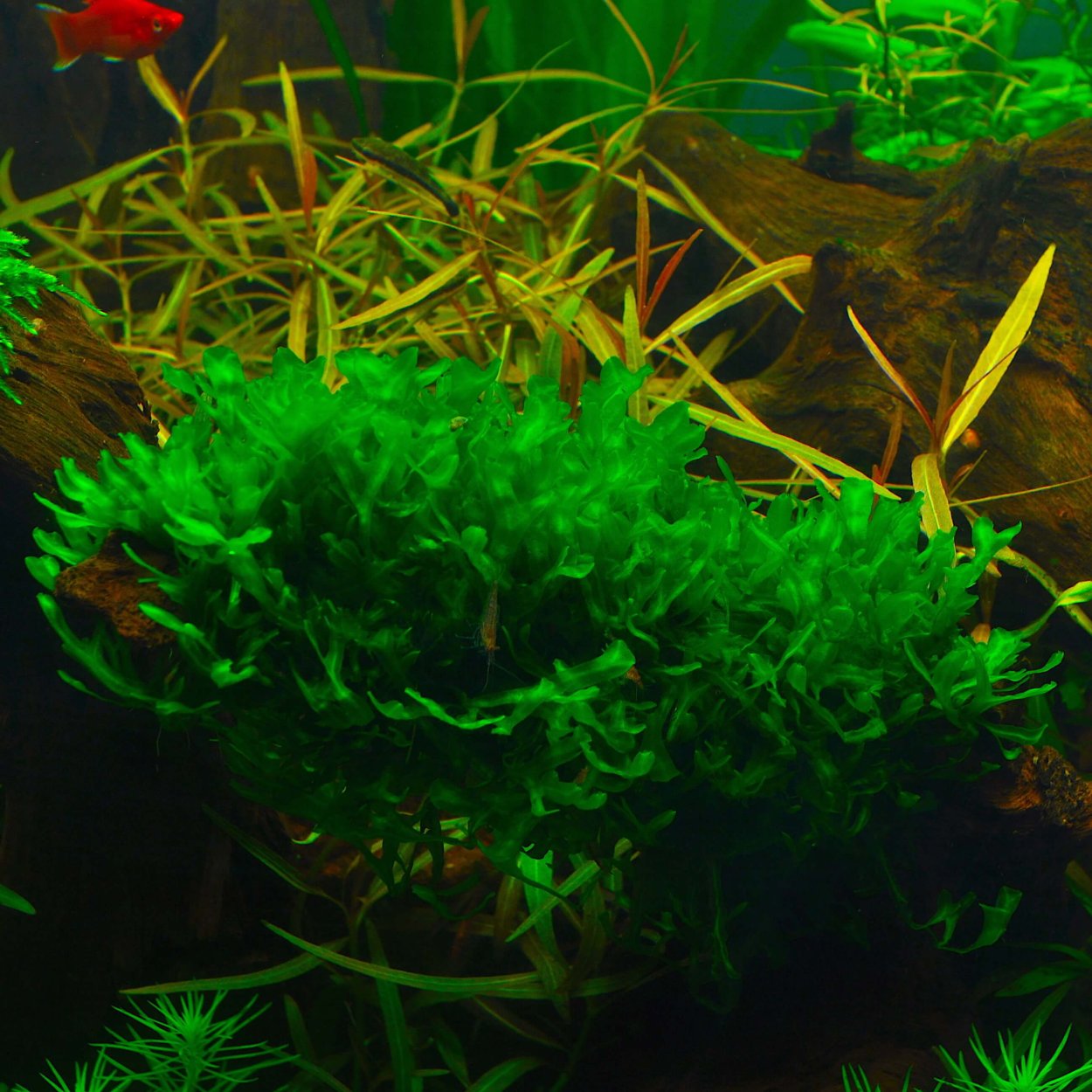 Мох который растет в воде