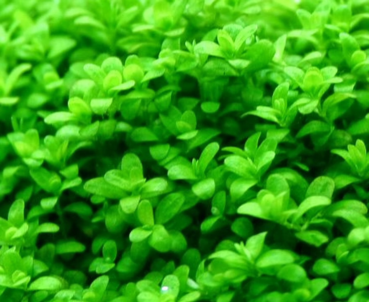 Мох пеллия террариум