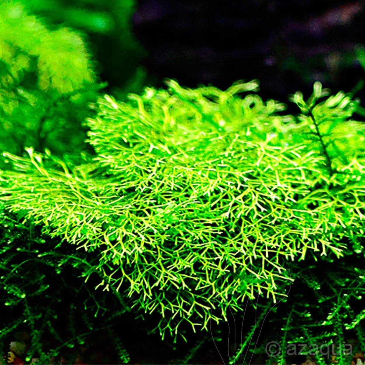 Мох печеночный ломариопсис