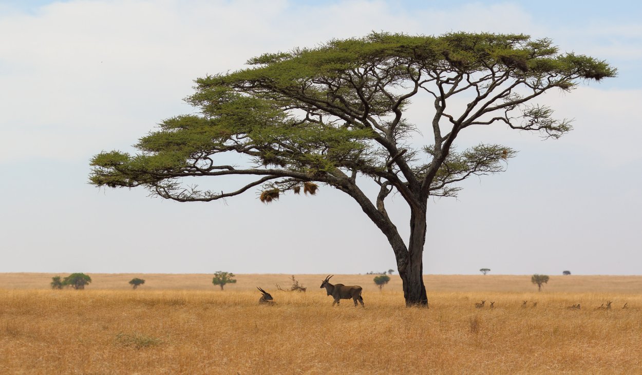 Флора саванны Африки