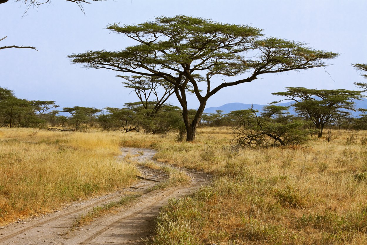 Зонтичные акации в Австралии