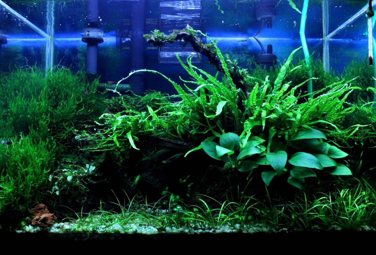 Ломариопсис аквариумное растение