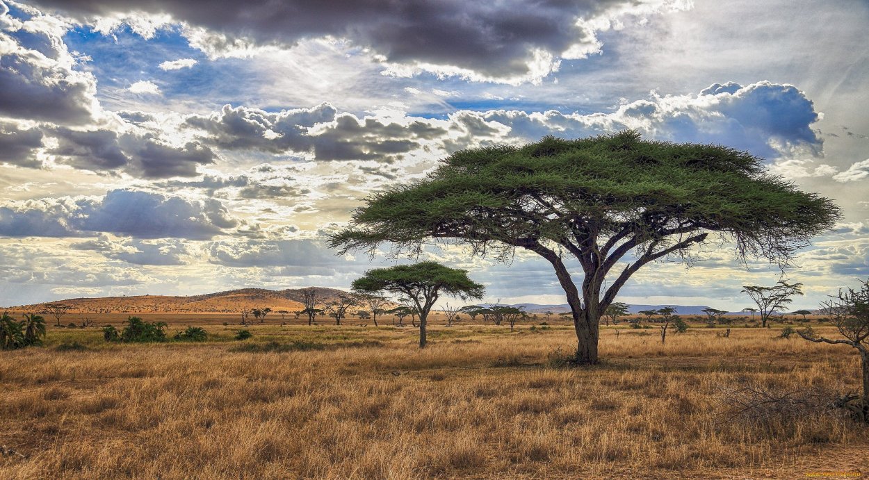 Мопане дерево