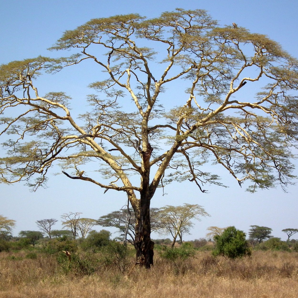 Пенек акации