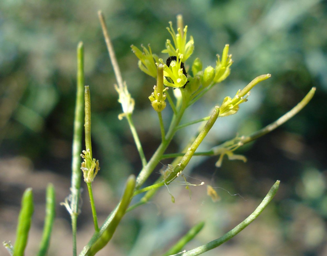 Трава клоповник сорный