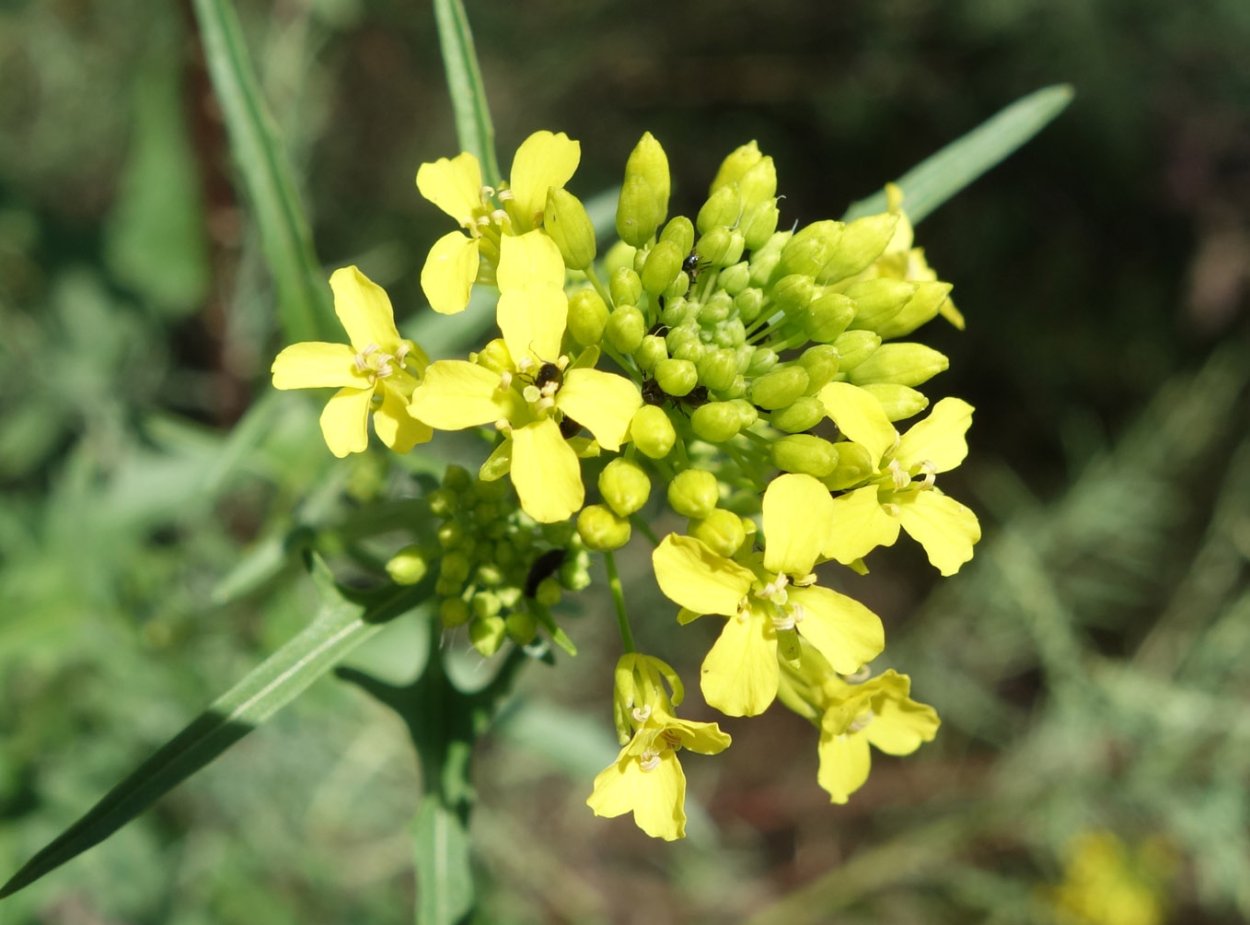 Sisymbrium officinale