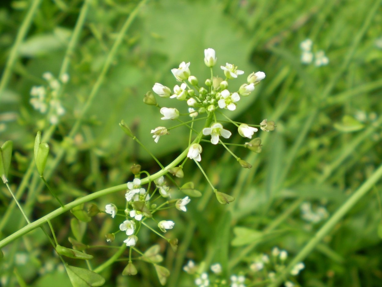 Желтушник (Erysimum)