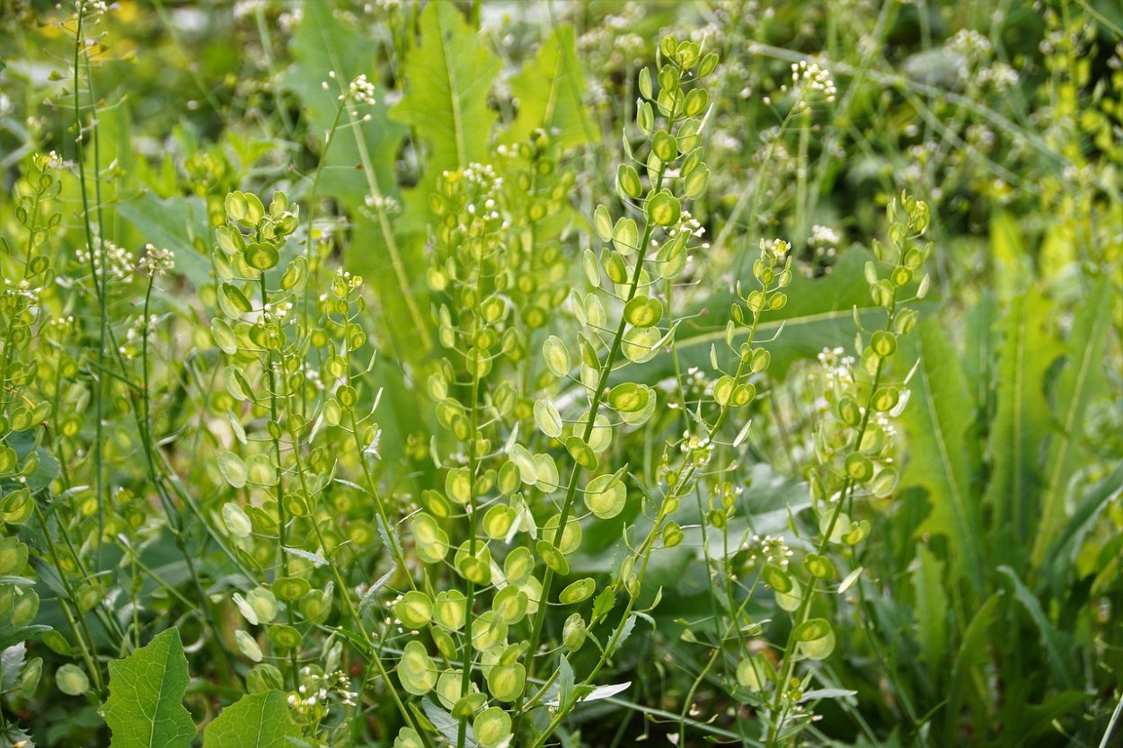 Сурепка Полевая