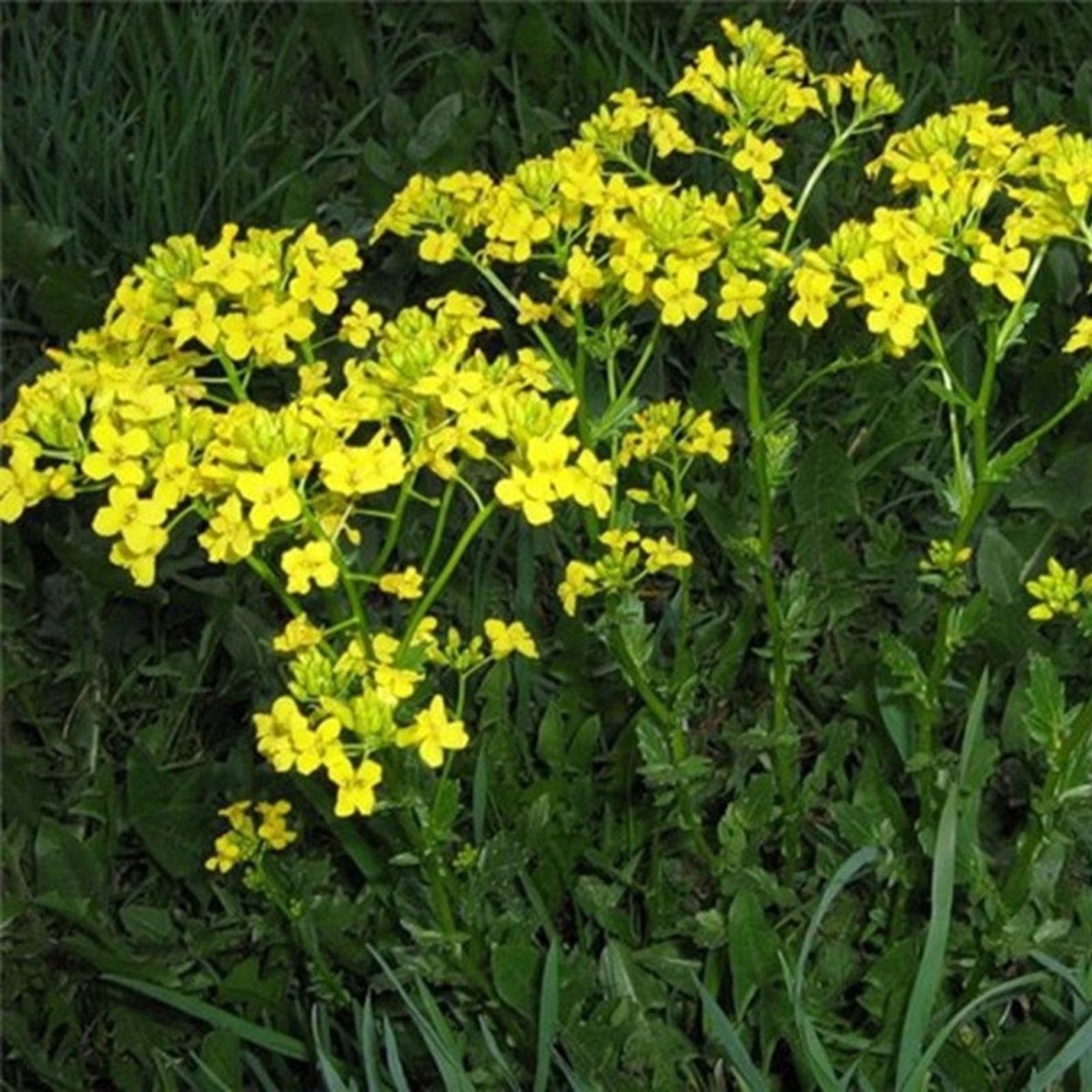 Raphanus raphanistrum