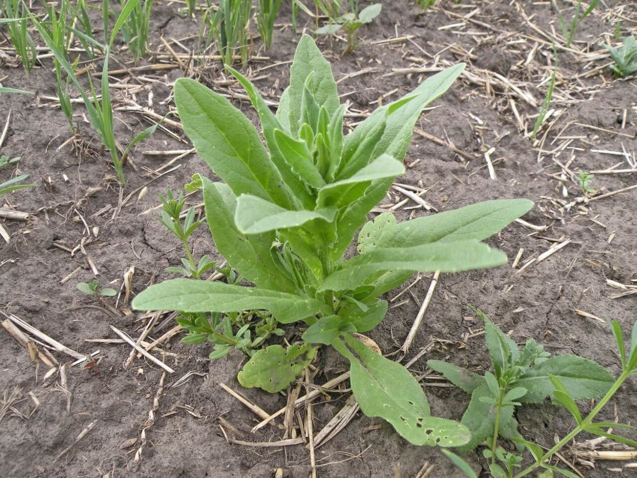 Луговые травы семейство крестоцветных