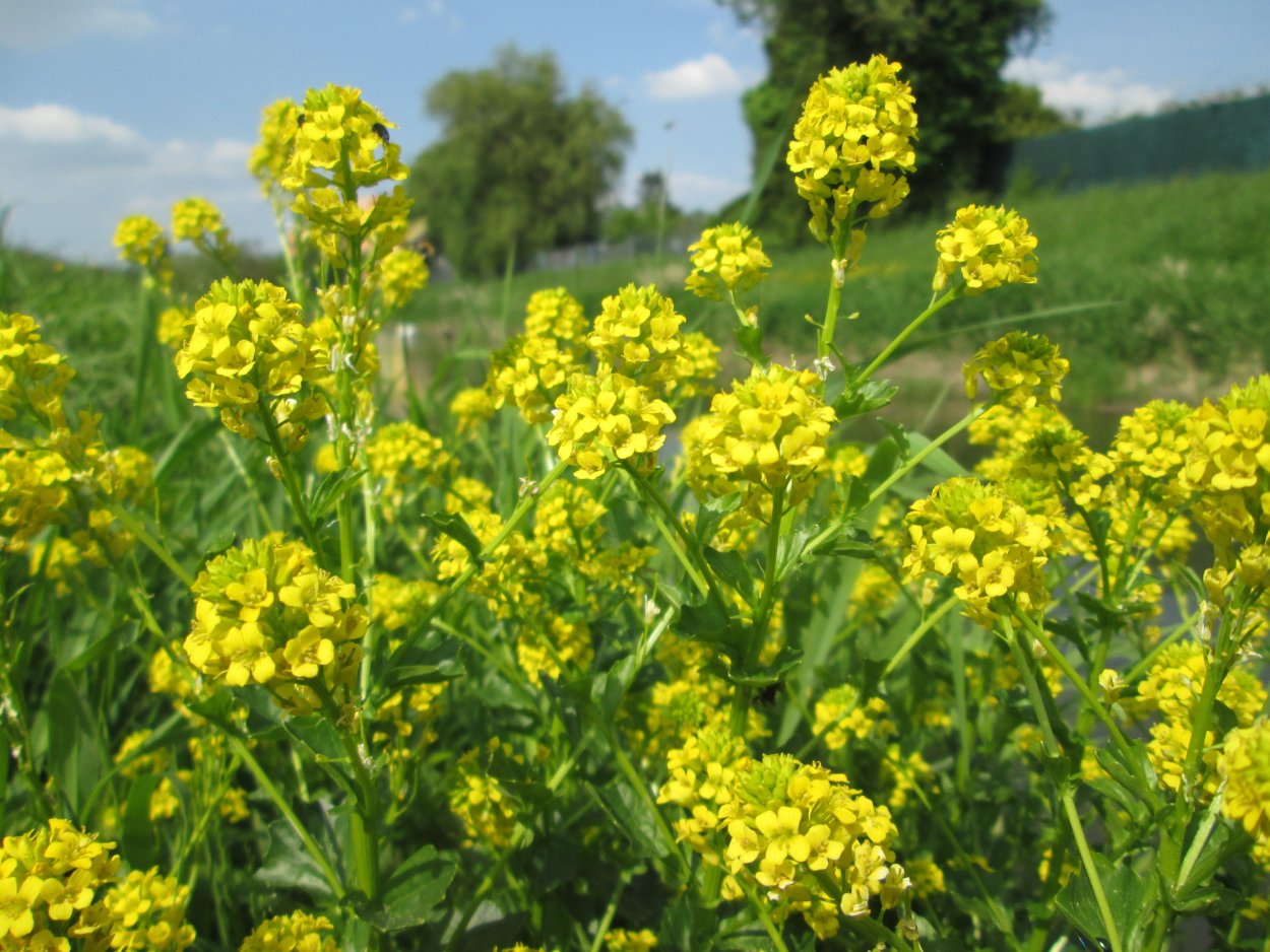 Горчица сарептская (Brassica juncea l.)