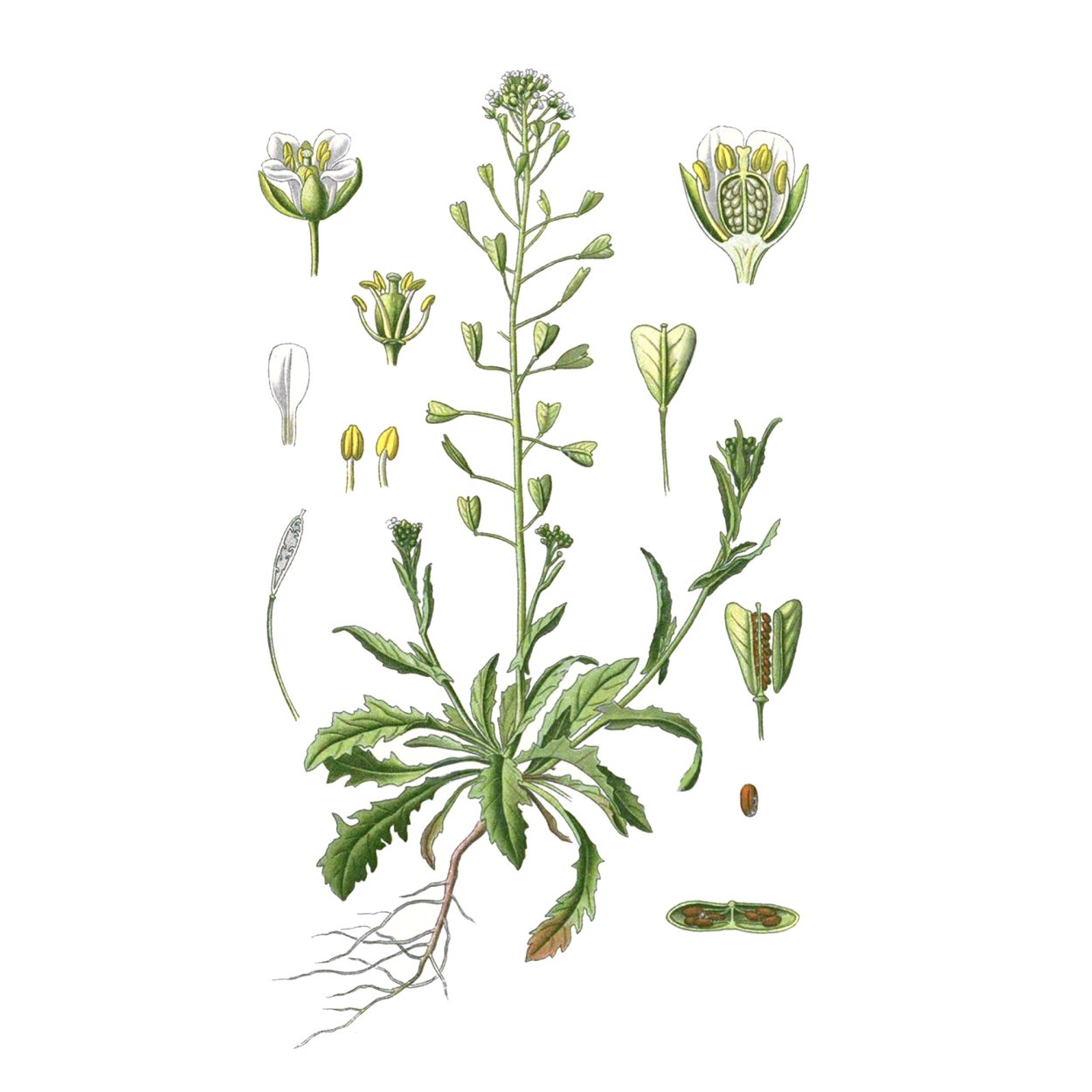 Сурепка обыкновенная