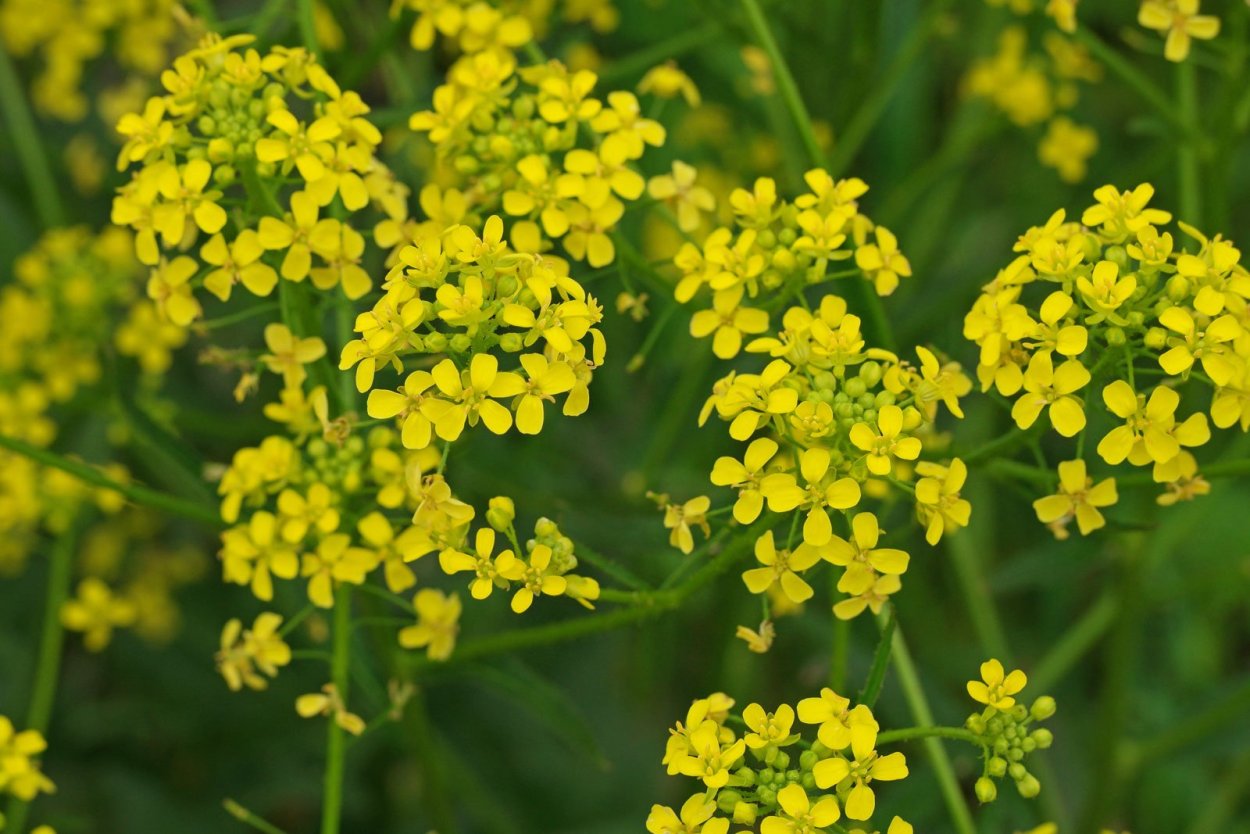 Однолетние растения пастушья сумка