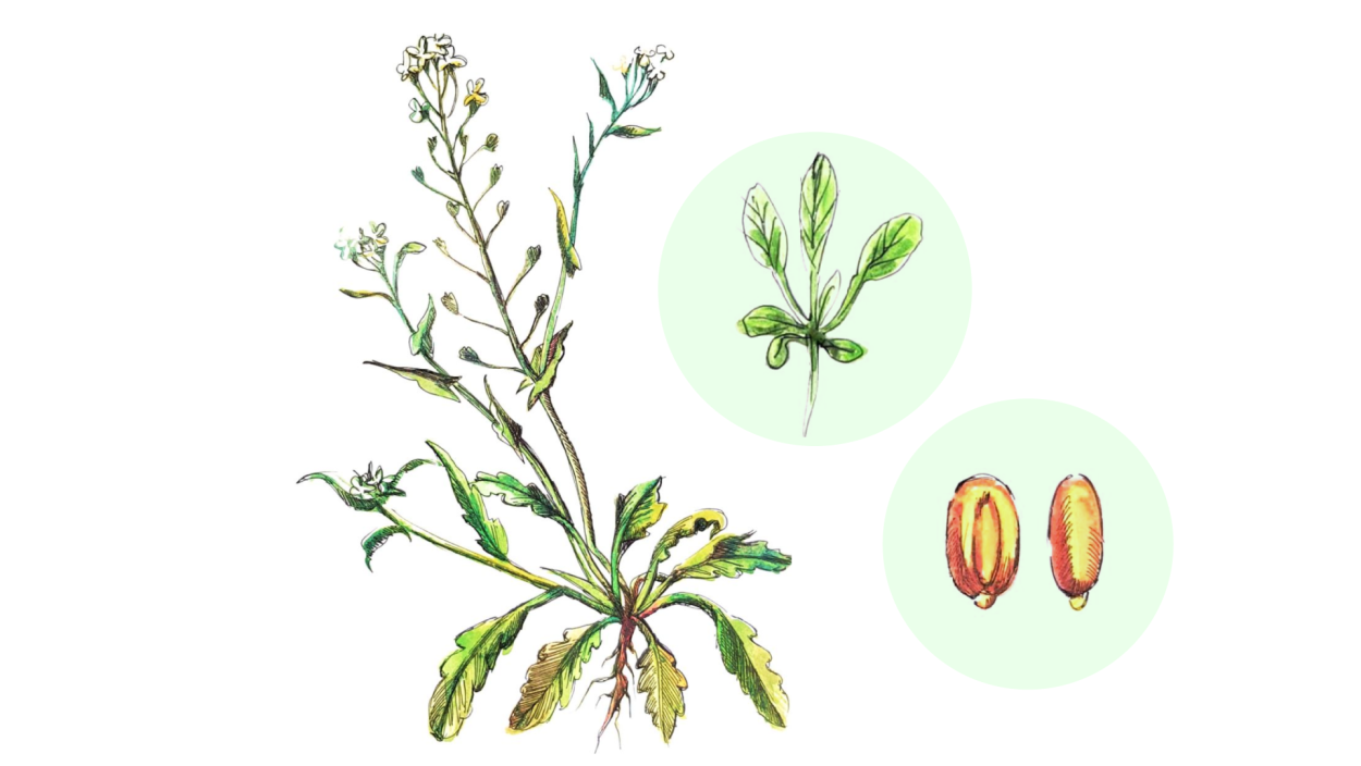 Листья мотыльковых растений