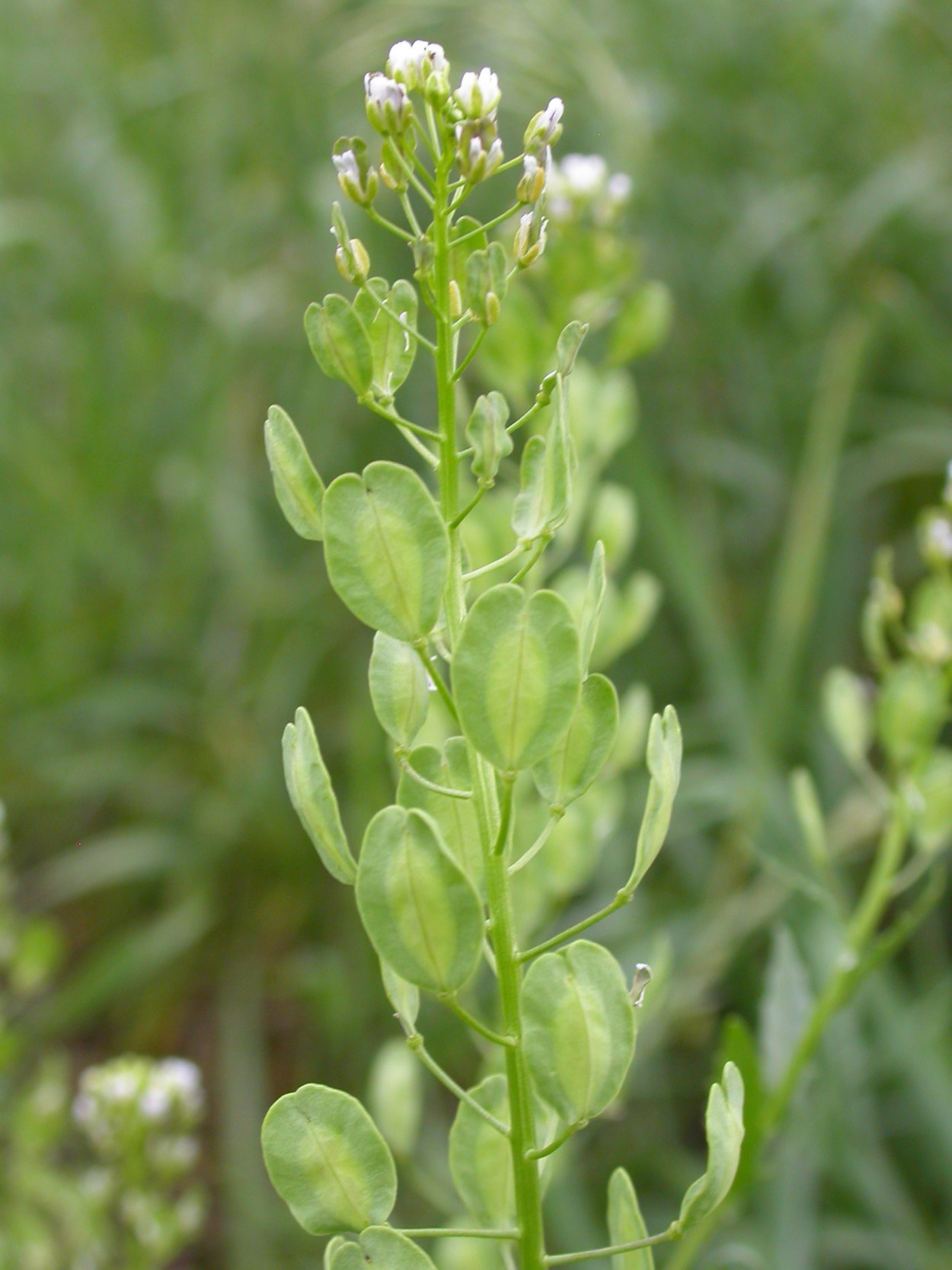 Гербарий "сорные растения" (24 вида)