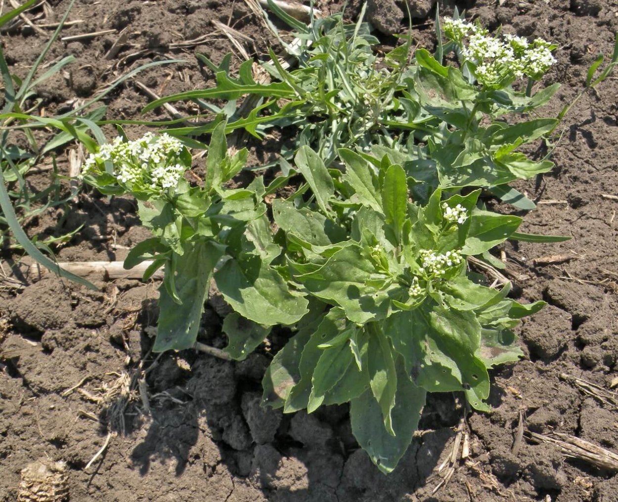 Горчица Полевая сорняк