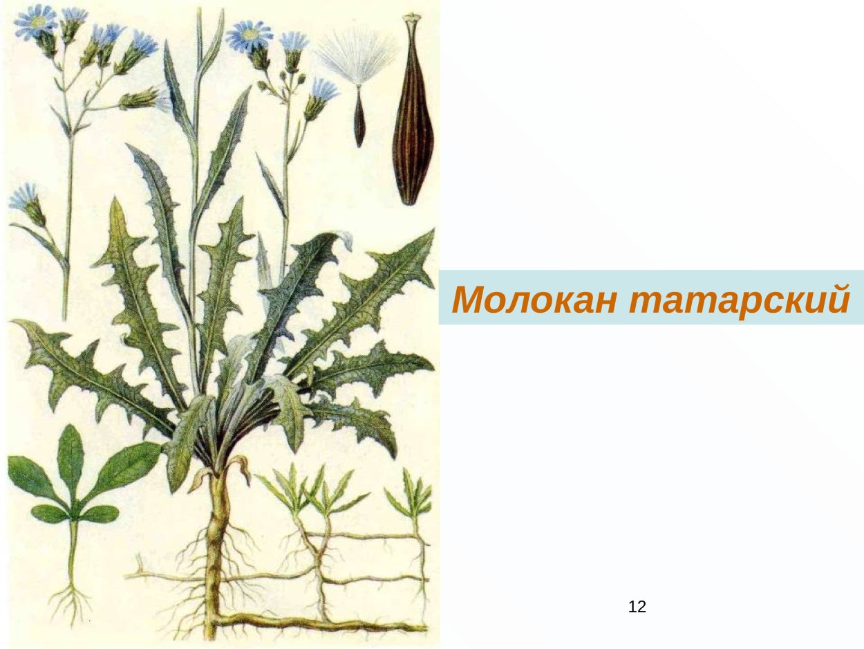 Сурепка Полевая