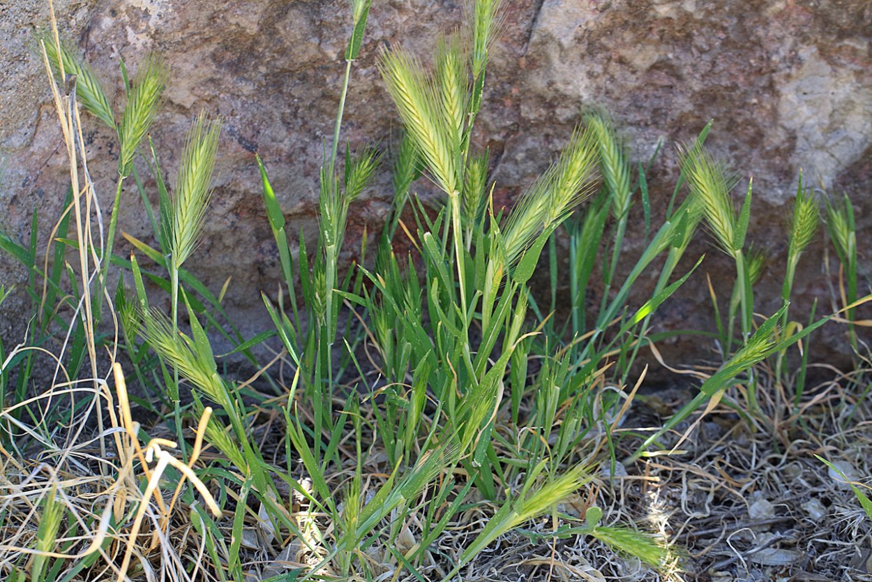 Salsola foliosa