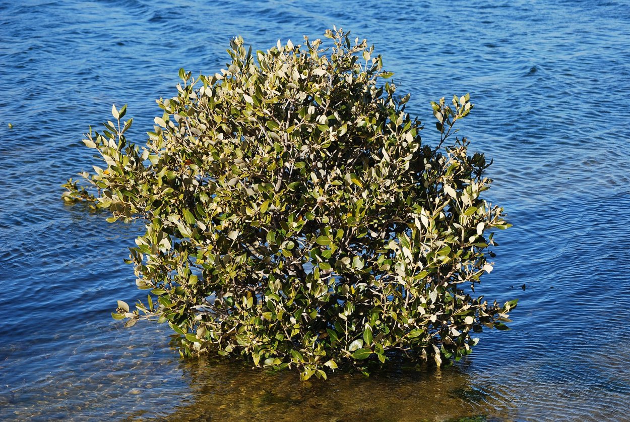 Авиценния морская