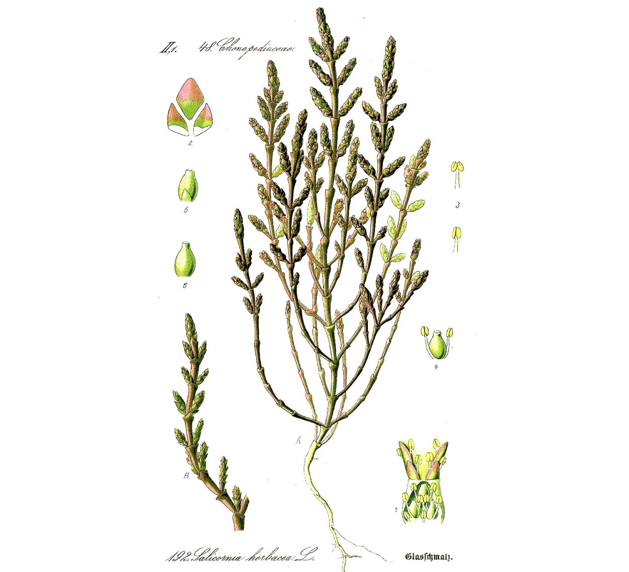 Астрагал Дагестанский (Astragalus daghestanicus
