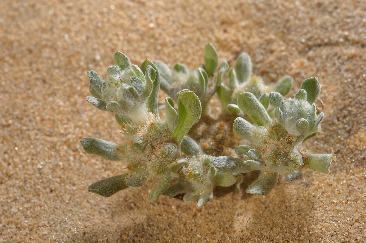 Галофитная растительность