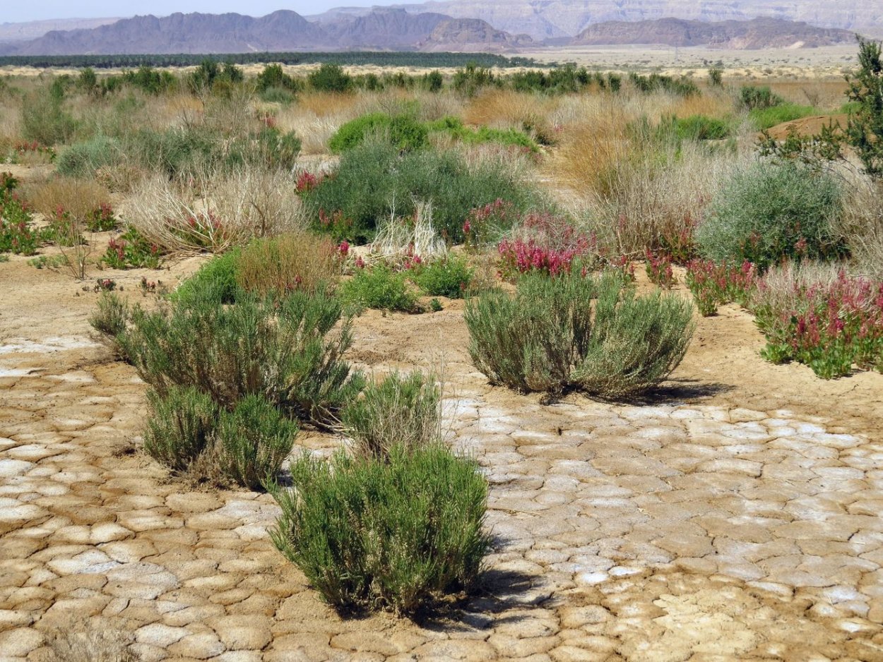 Суставит солерос